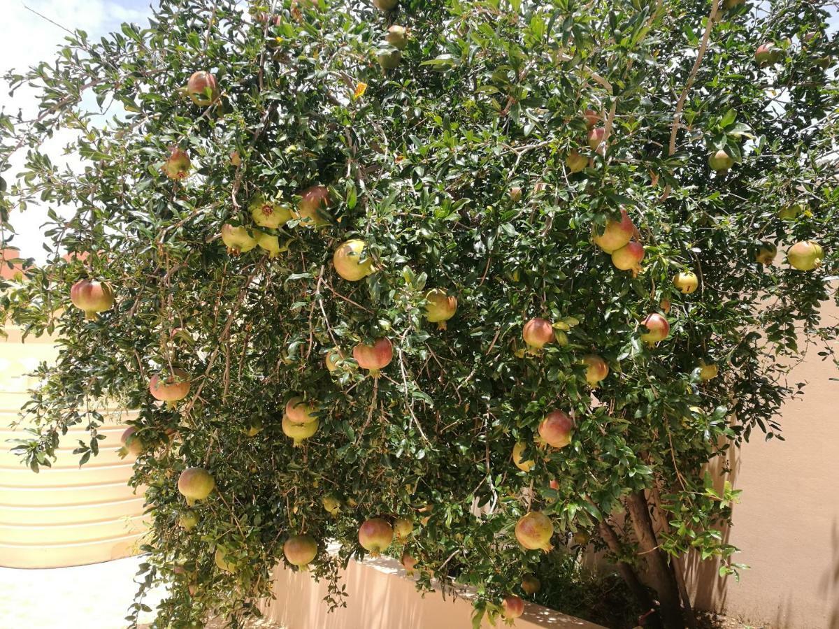 Salassel Al Jabal Al Akhdar Guesthouse Al 'Aqar Экстерьер фото